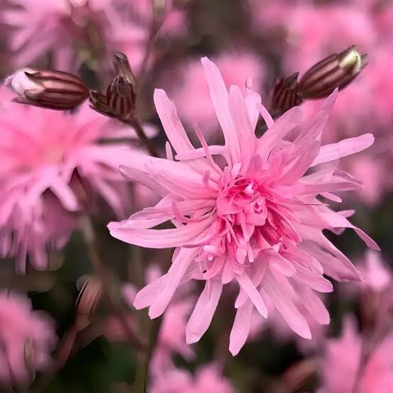 Lychnis Flos-Cuculi
