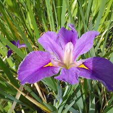 Iris louisiana 'Pegaletta'