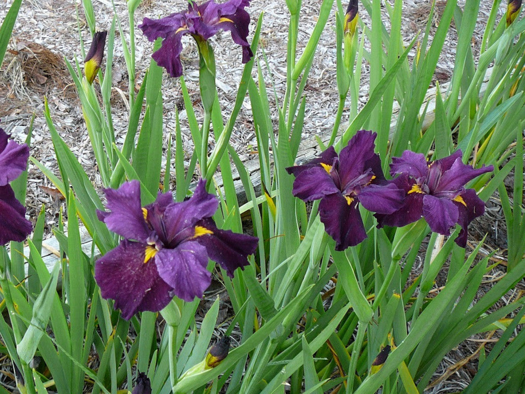 Iris louisiana 'Pegaletta'