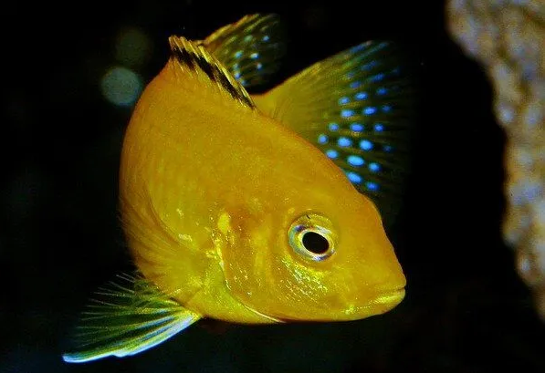 Lake Malawi Cichlid main