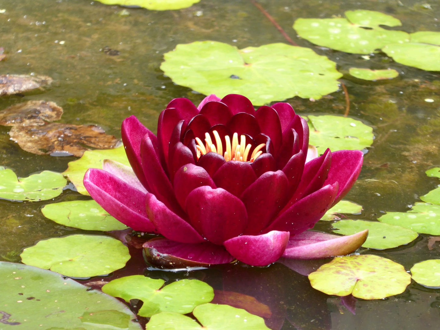 Nymphaea Black Princess Water Lily