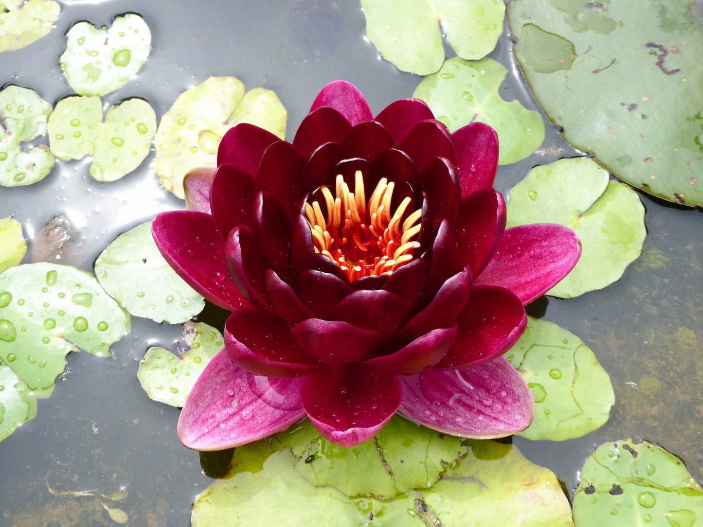 Nymphaea Black Princess Water Lily