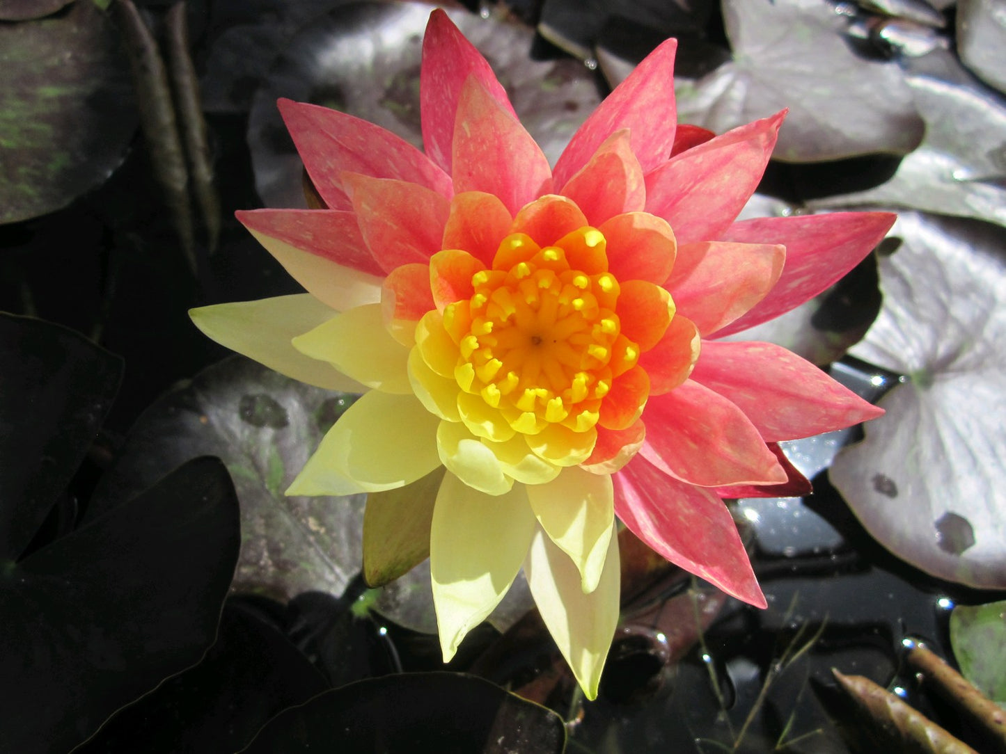 Nymphaea Wanvisa Water Lily