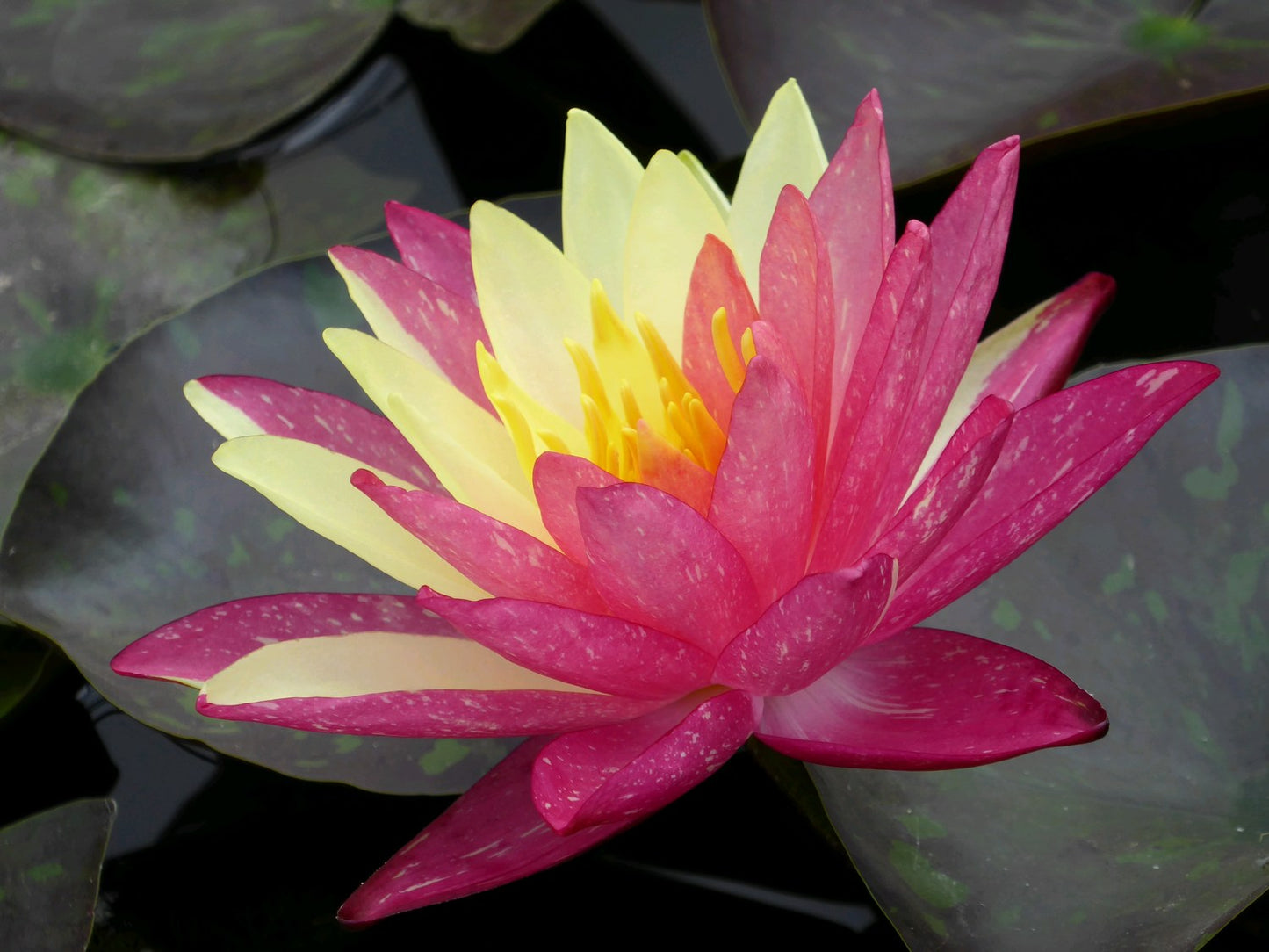 Nymphaea Wanvisa Water Lily