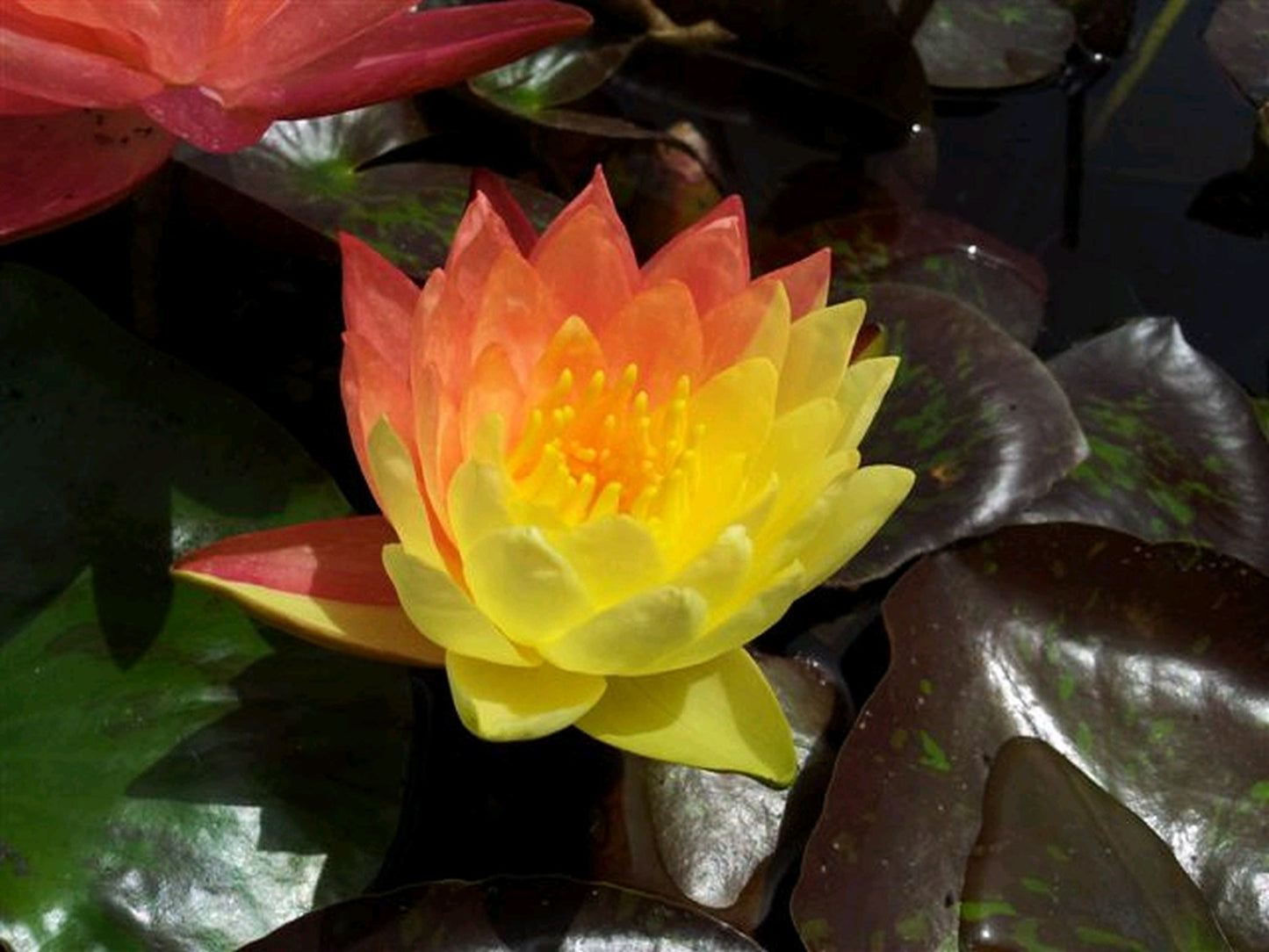 Nymphaea Wanvisa Water Lily