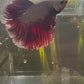 Dumbo Eared Betta Fish video