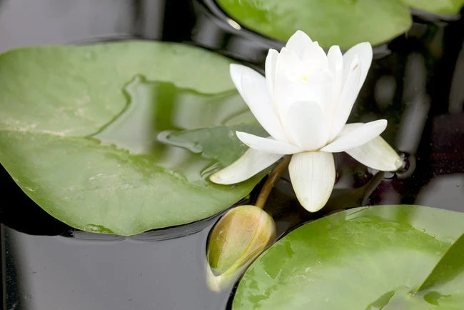 Nymphaea Marliacea Albida Water Lily