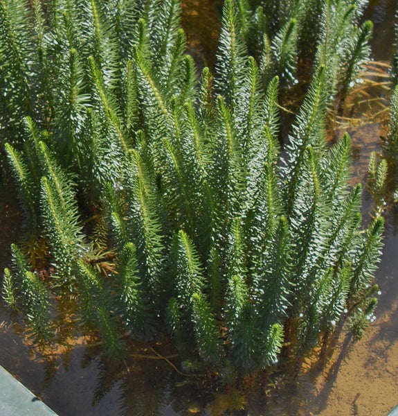 Hippuris vulgaris