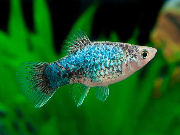 Blue Calico Platy