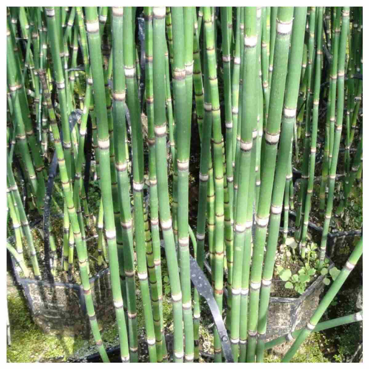 Equisetum hyemale