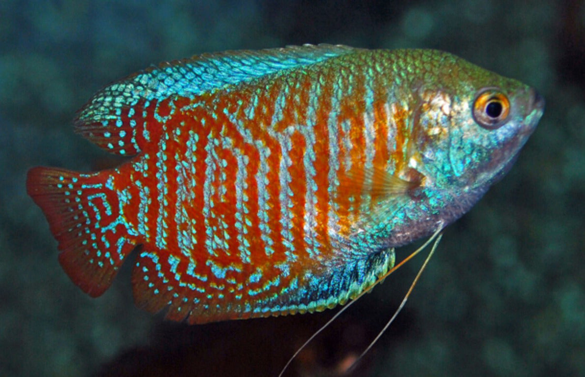 Dwarf Gourami
