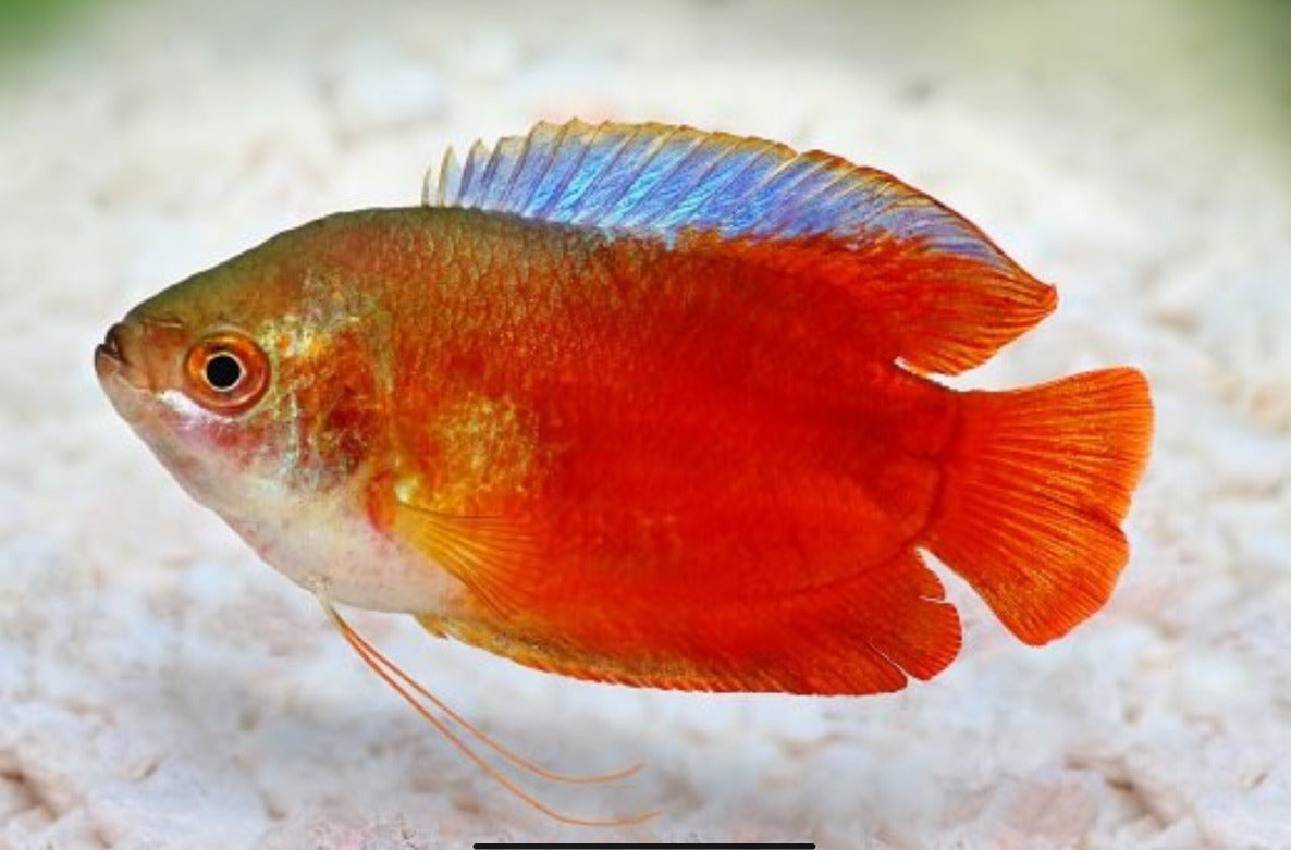 Red Male Dwarf Gourami