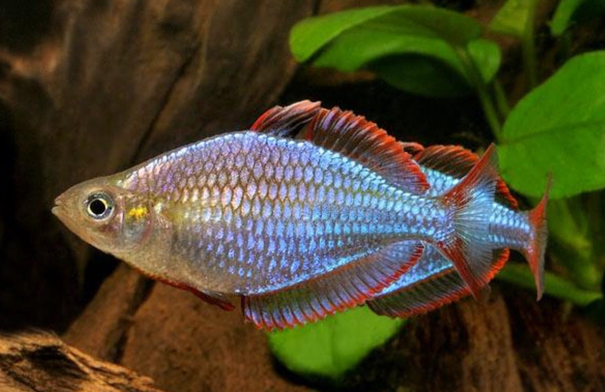 Rainbow Fish main