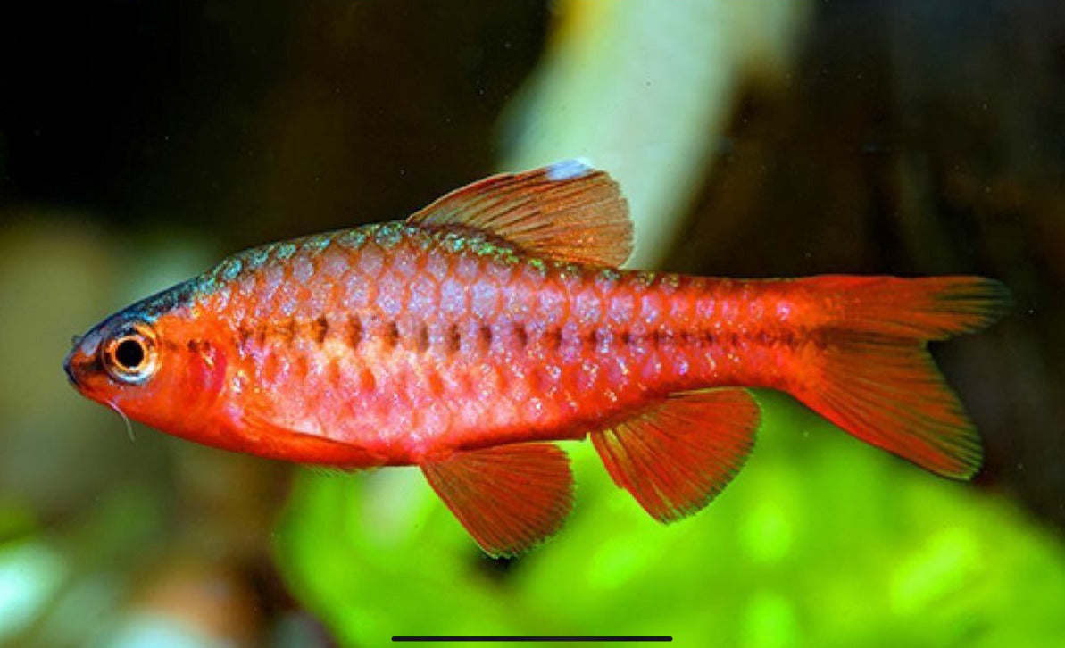 Cherry barb deals freshwater fish