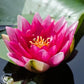 Nymphaea Liou Water Lily
