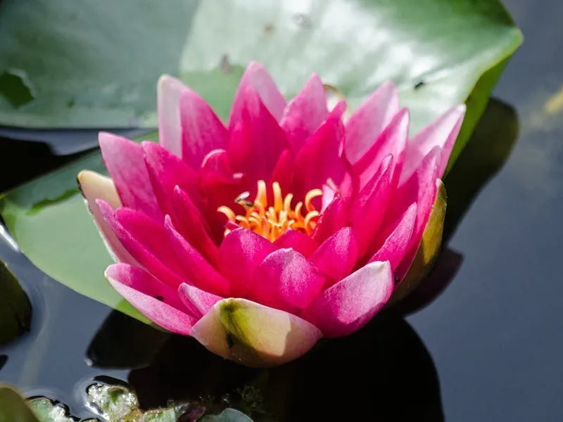 Nymphaea Liou Water Lily