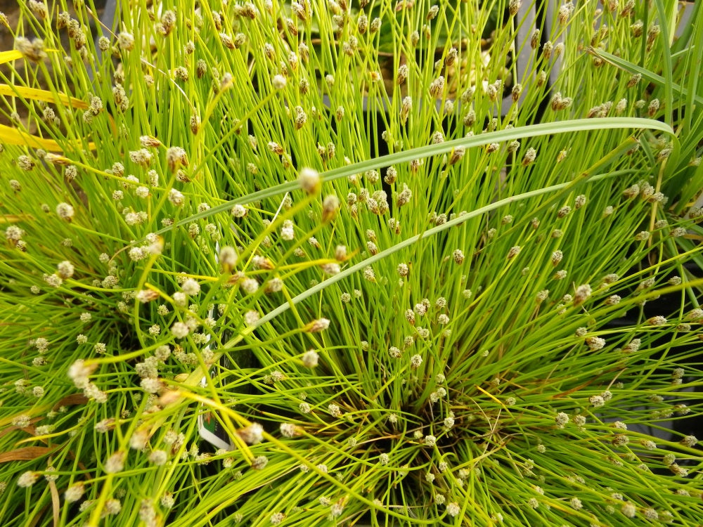 Scirpus cernuus