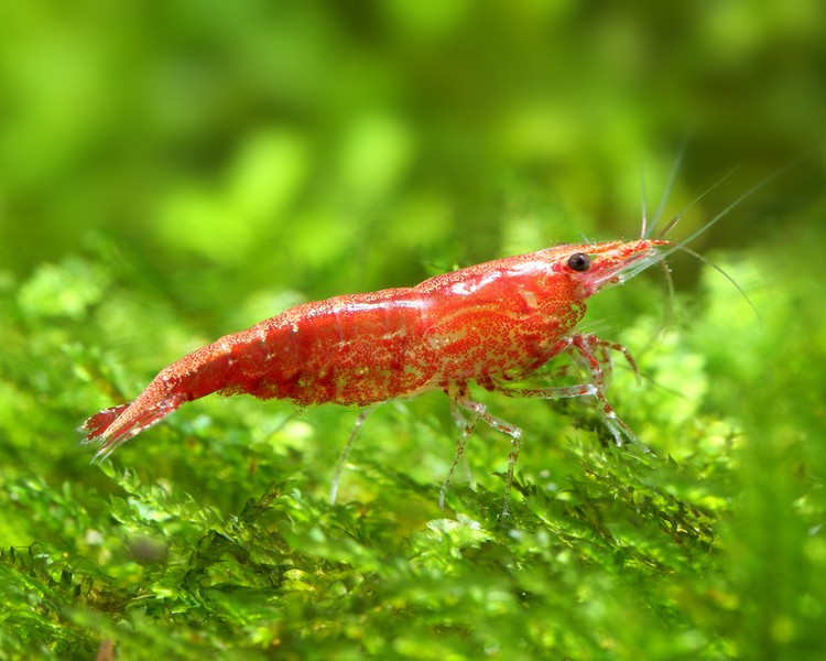 Cherry Shrimp main