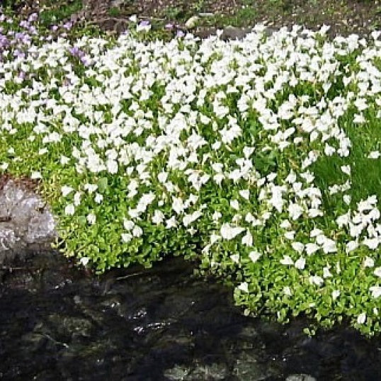 Mazus reptans alba