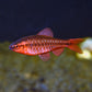 Cherry Barb small