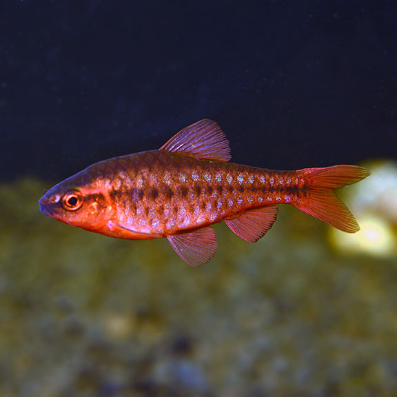 Cherry Barb small