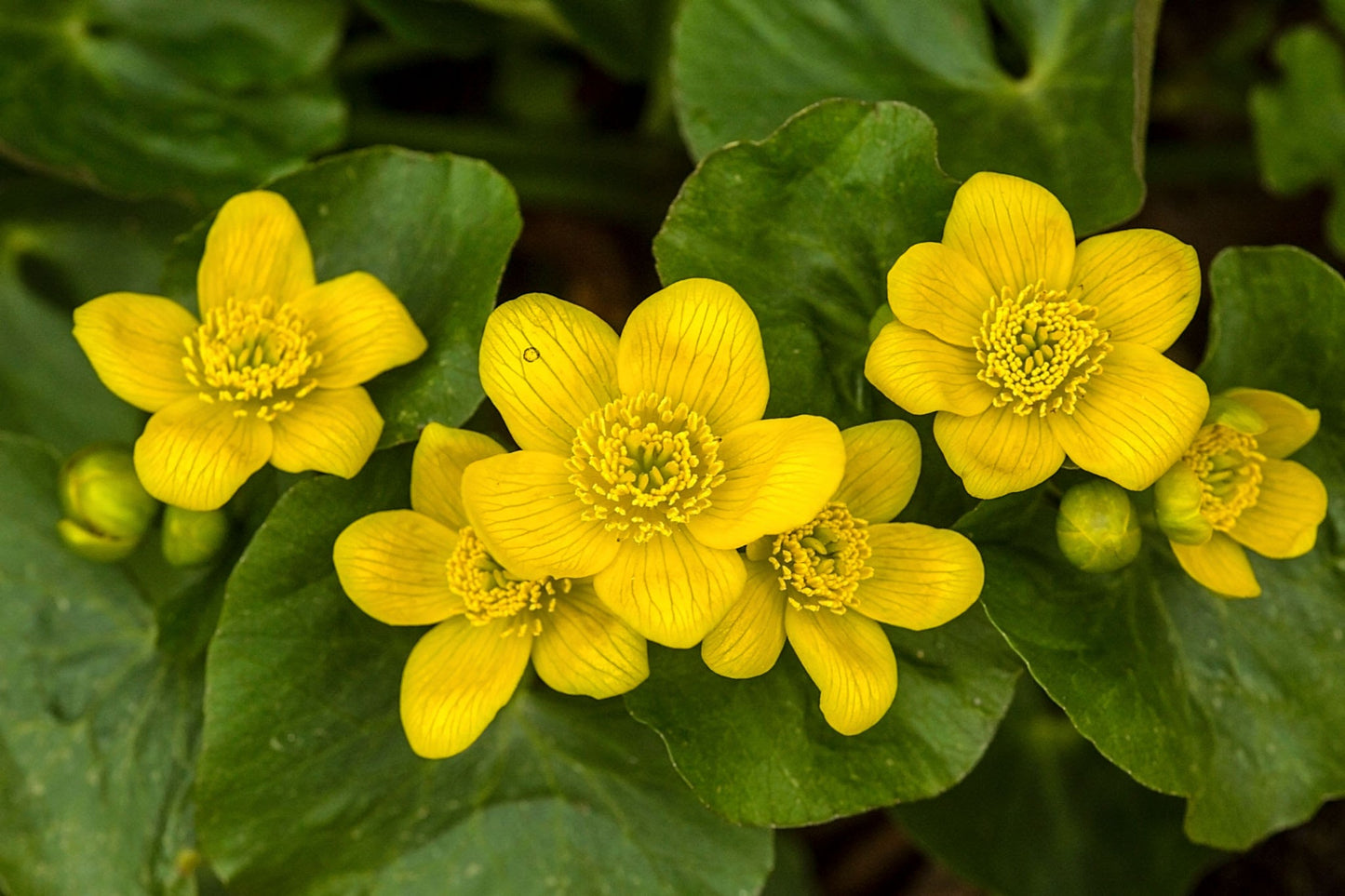 Caltha palustris