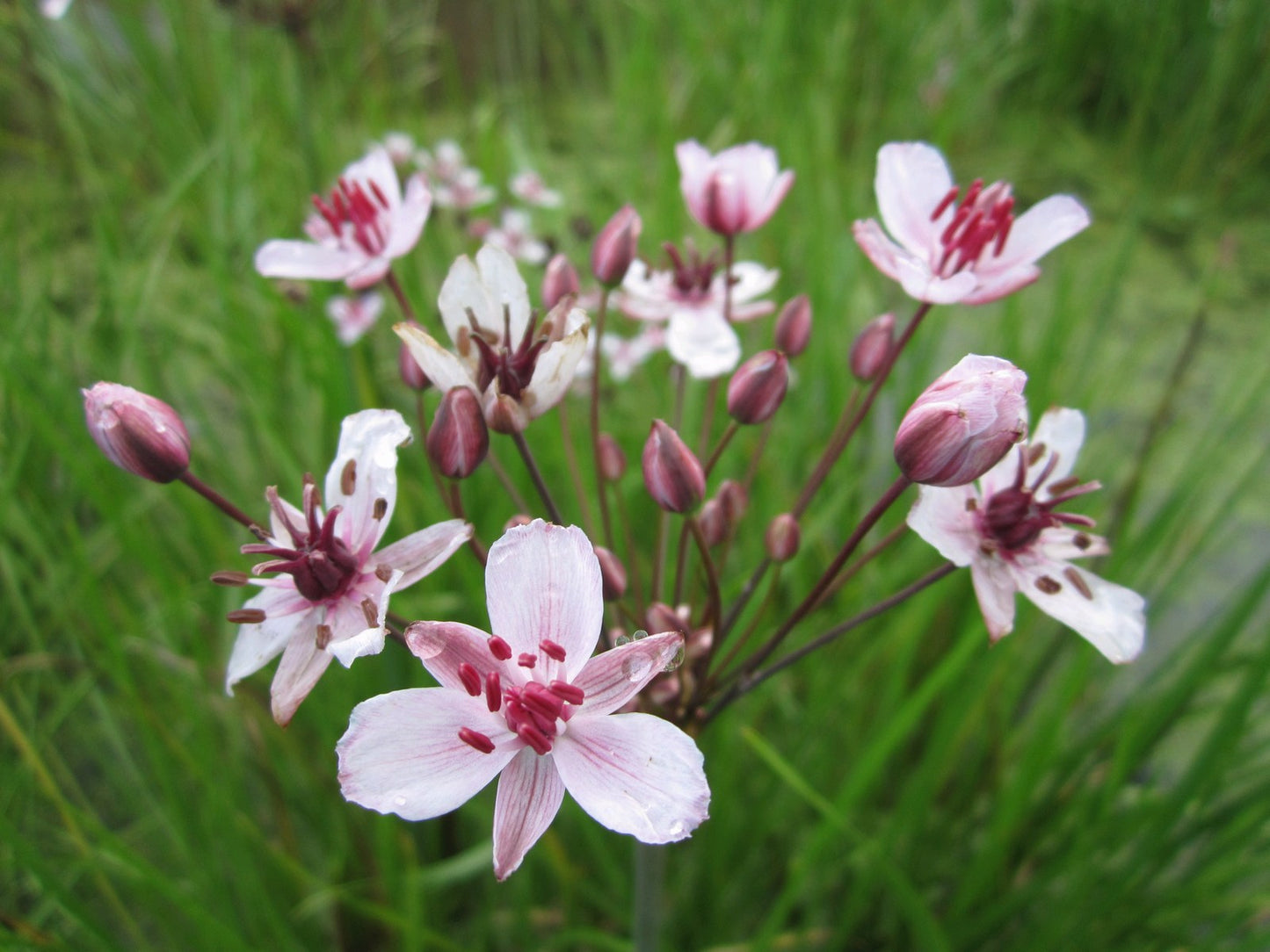 Butomus umbellatus