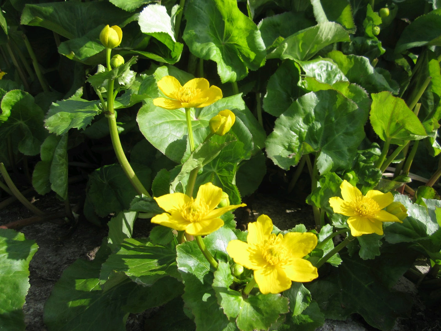 Caltha palustris