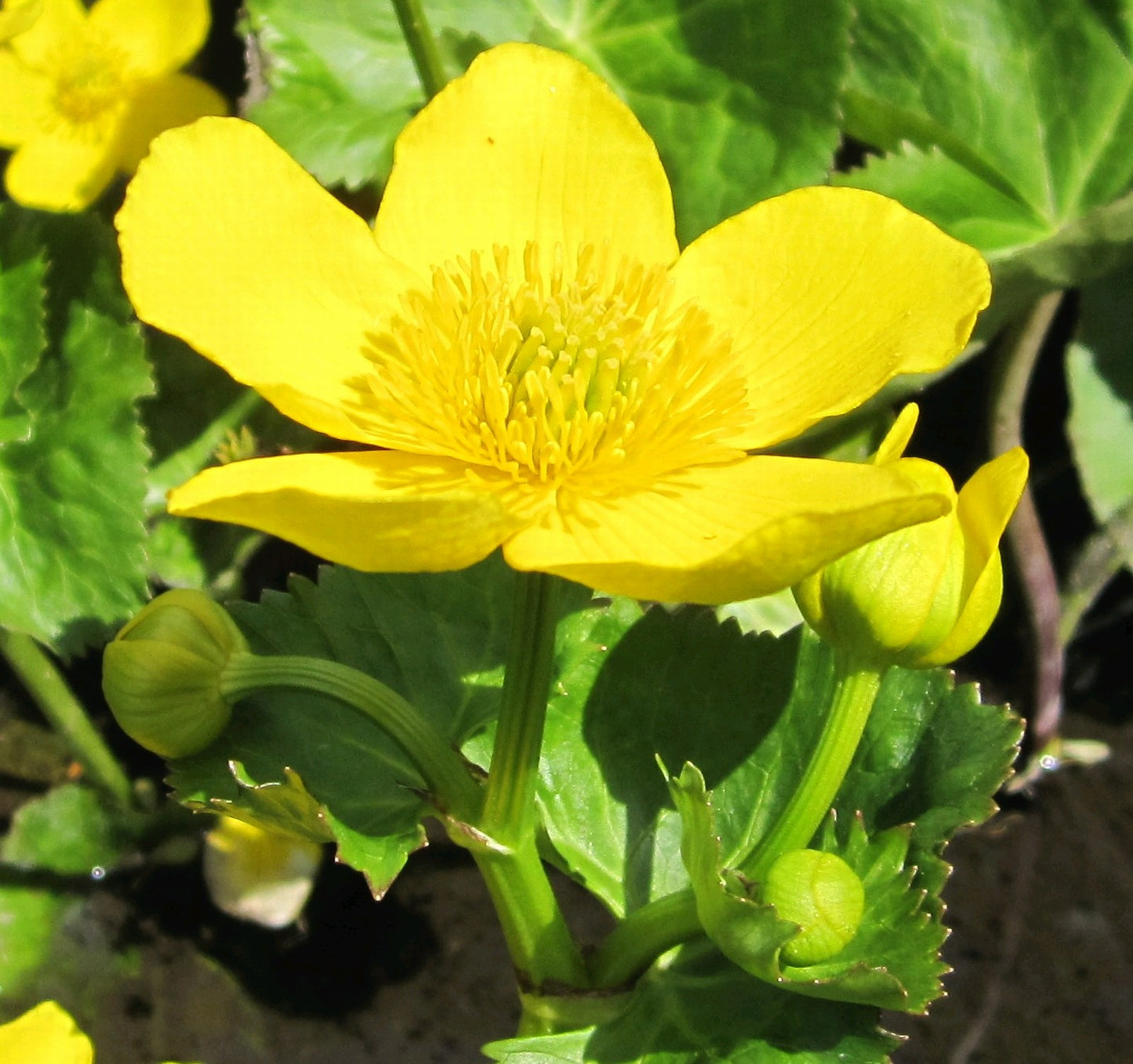 Caltha palustris