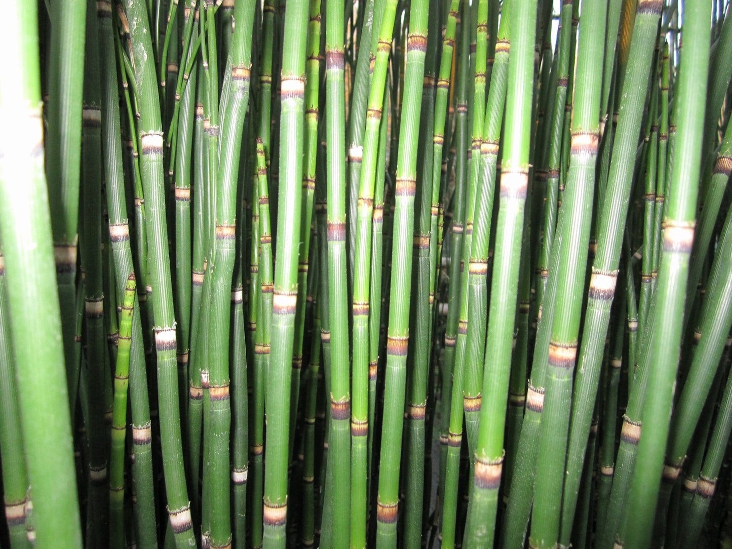 Equisetum hyemale