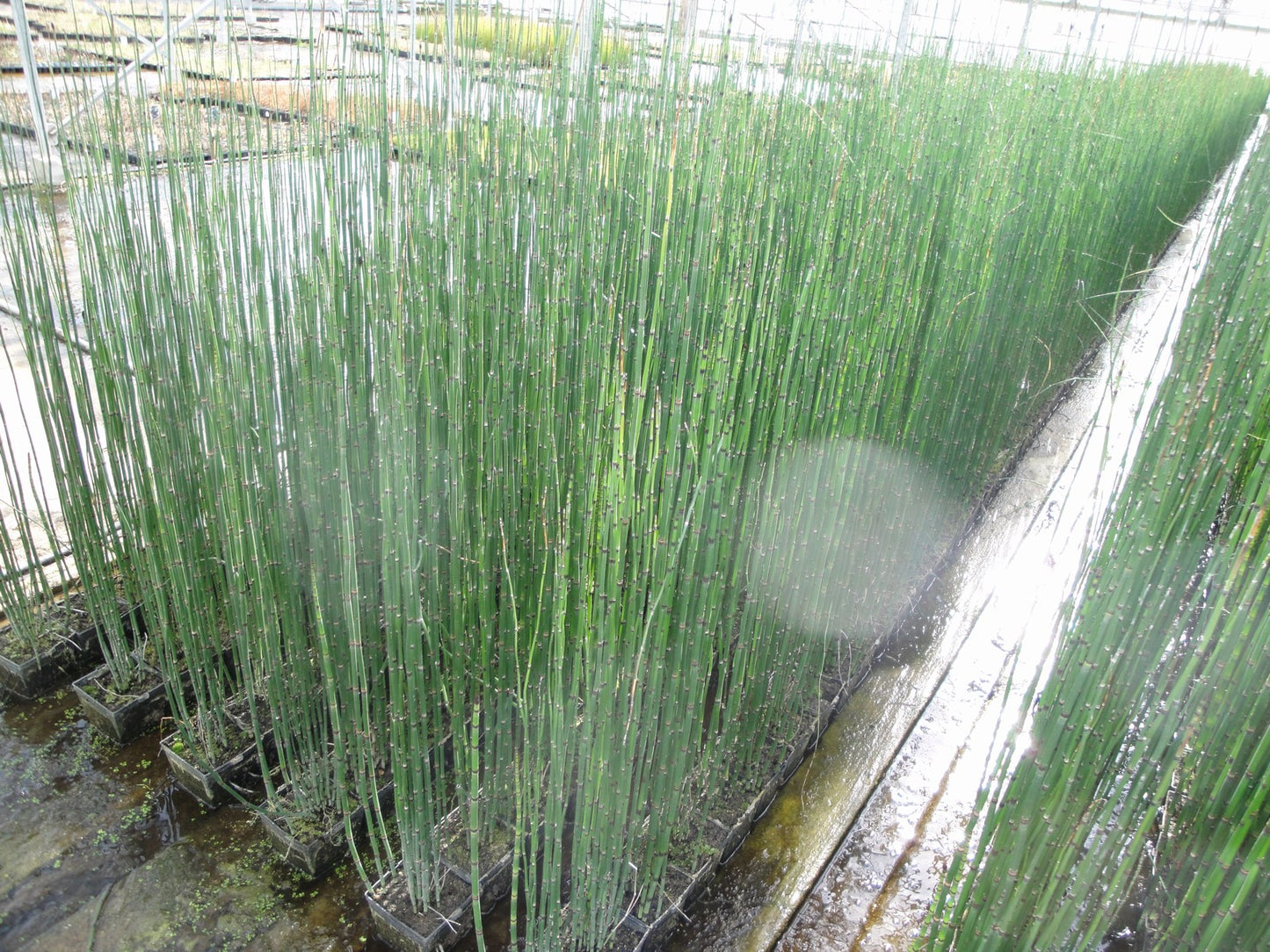 Equisetum hyemale