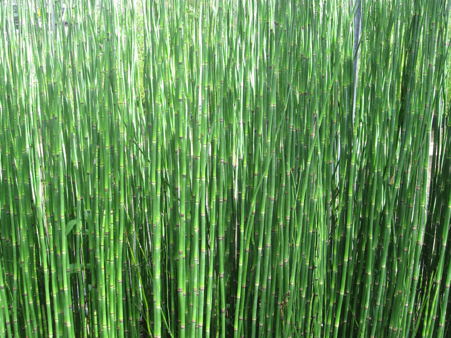 Equisetum hyemale