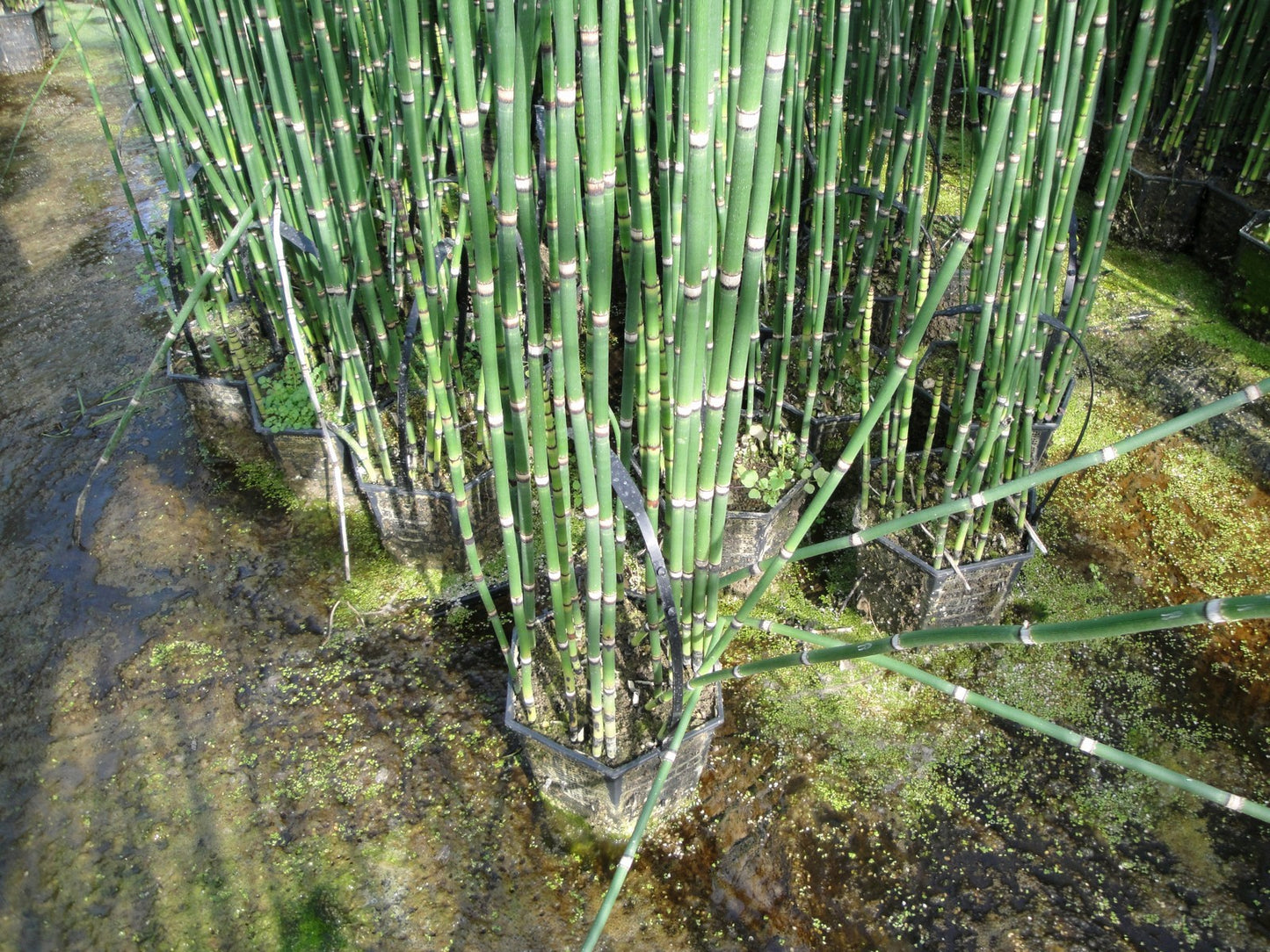 Equisetum hyemale