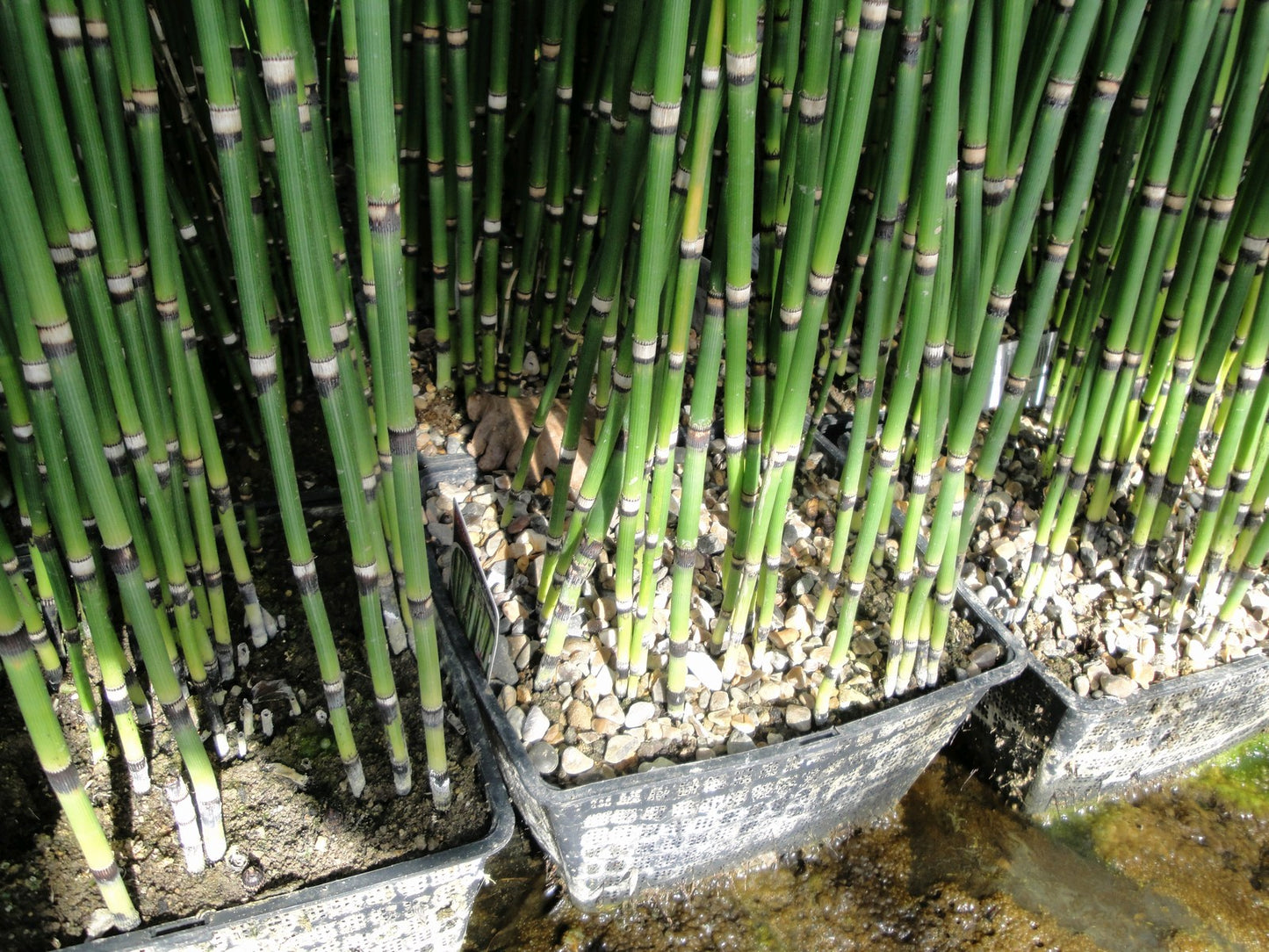 Equisetum hyemale