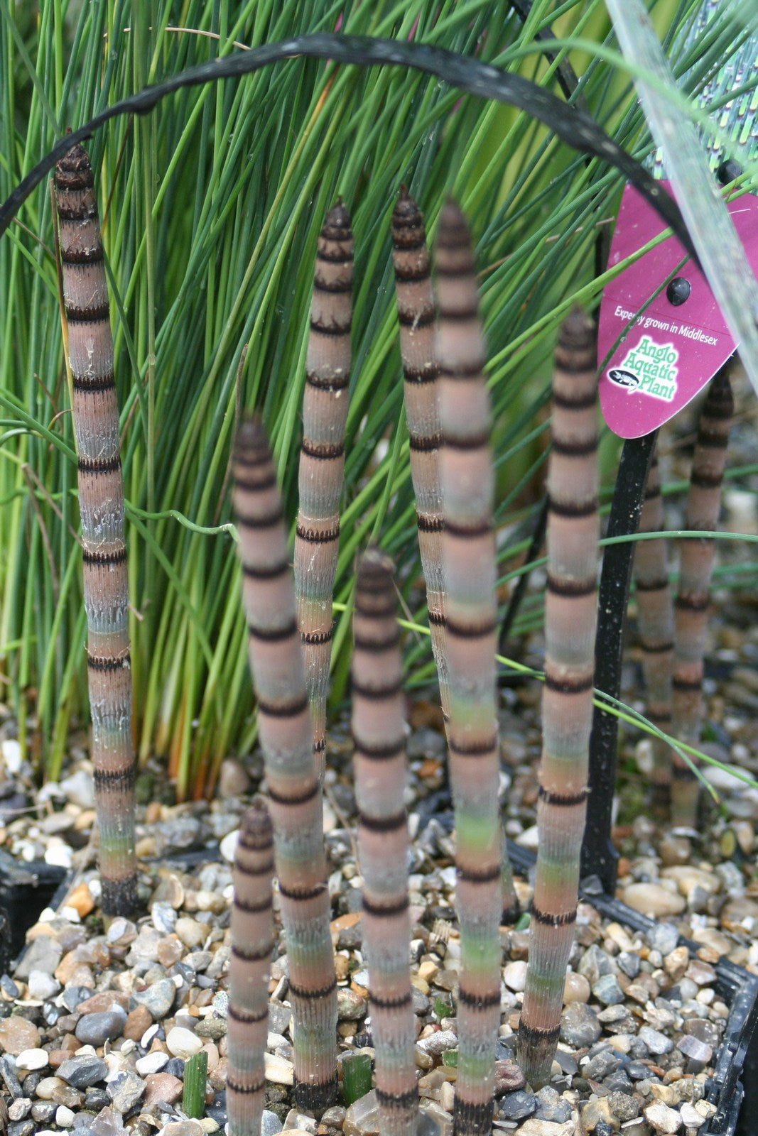 Equisetum hyemale