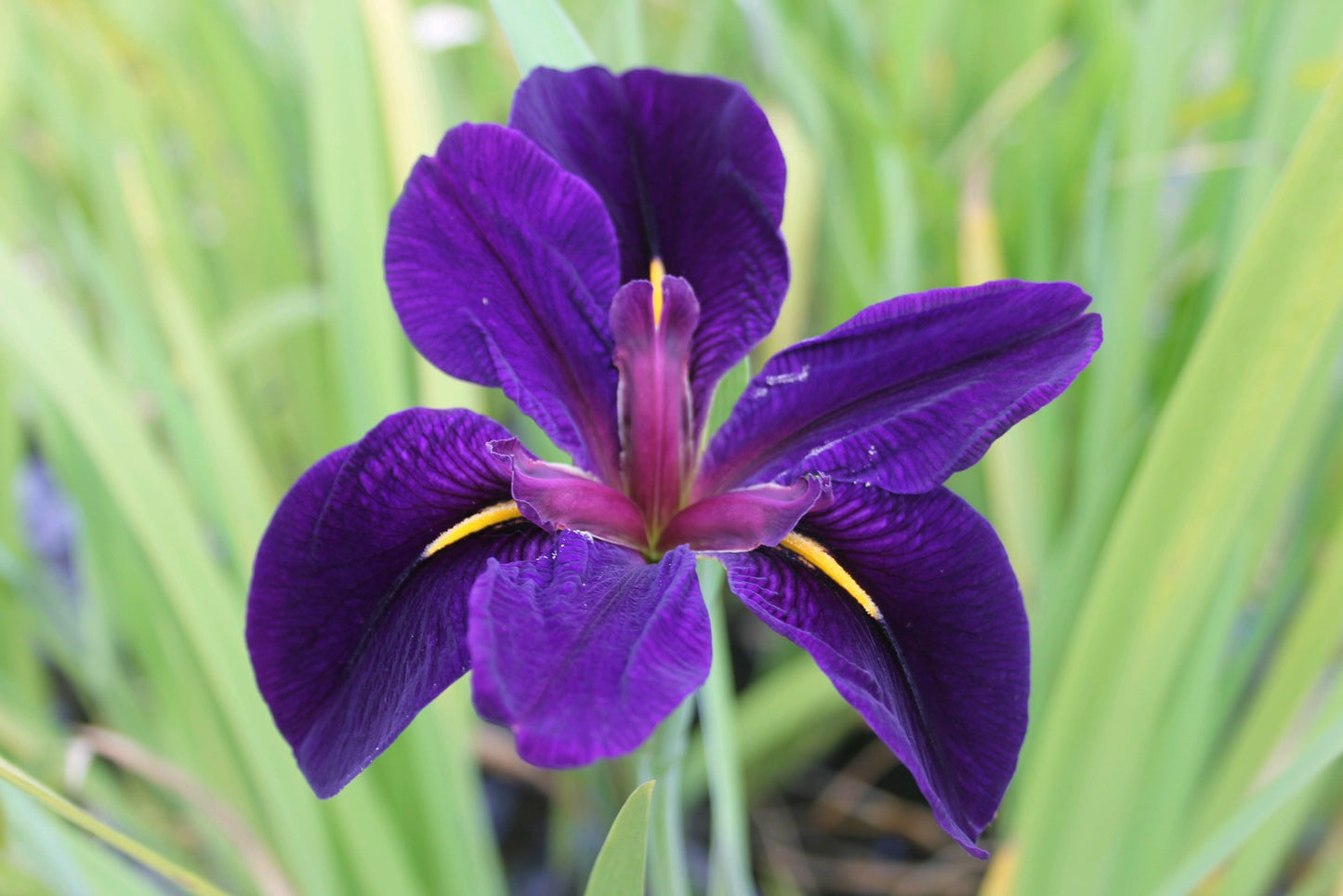 Iris louisiana 'Black Gamecock'