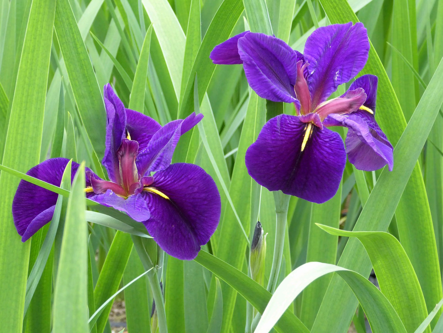 Iris louisiana 'Black Gamecock'