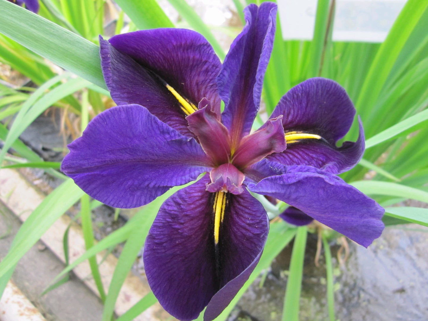 Iris louisiana 'Black Gamecock'