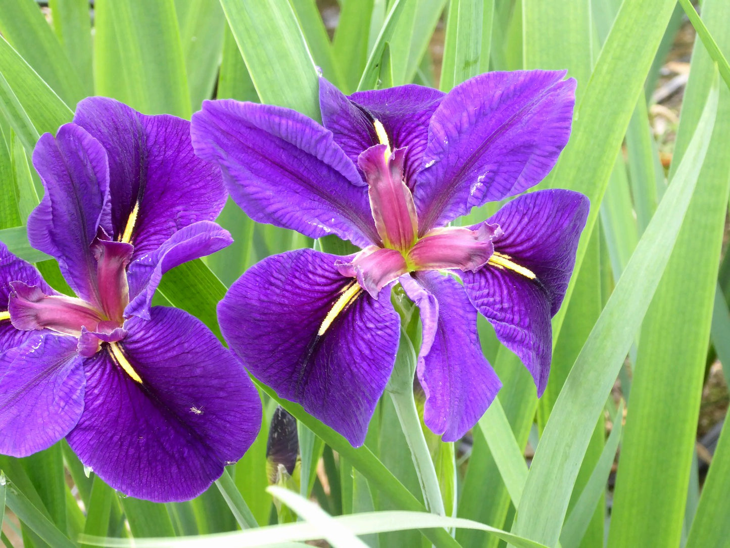 Iris louisiana 'Black Gamecock'