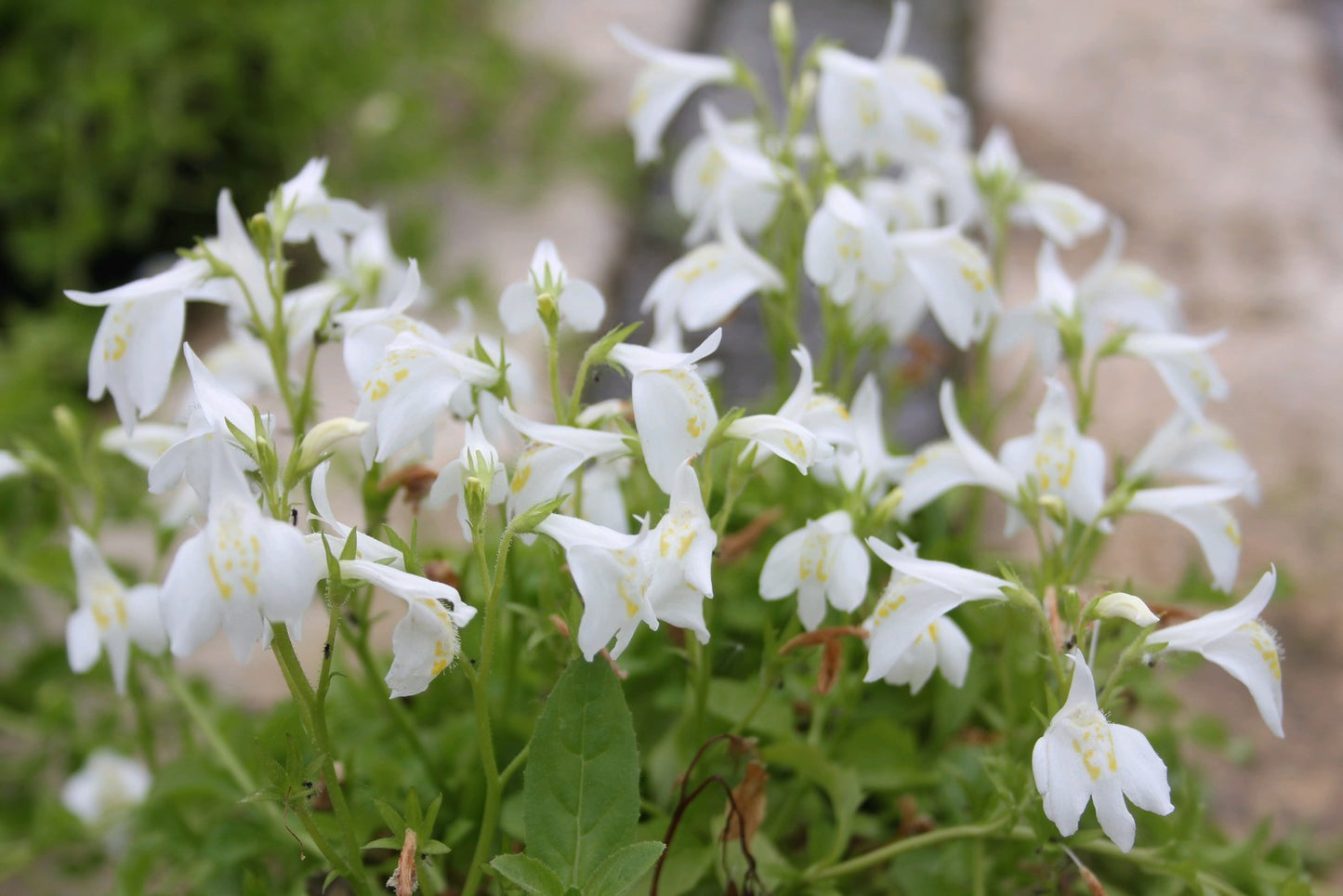 Mazus reptans