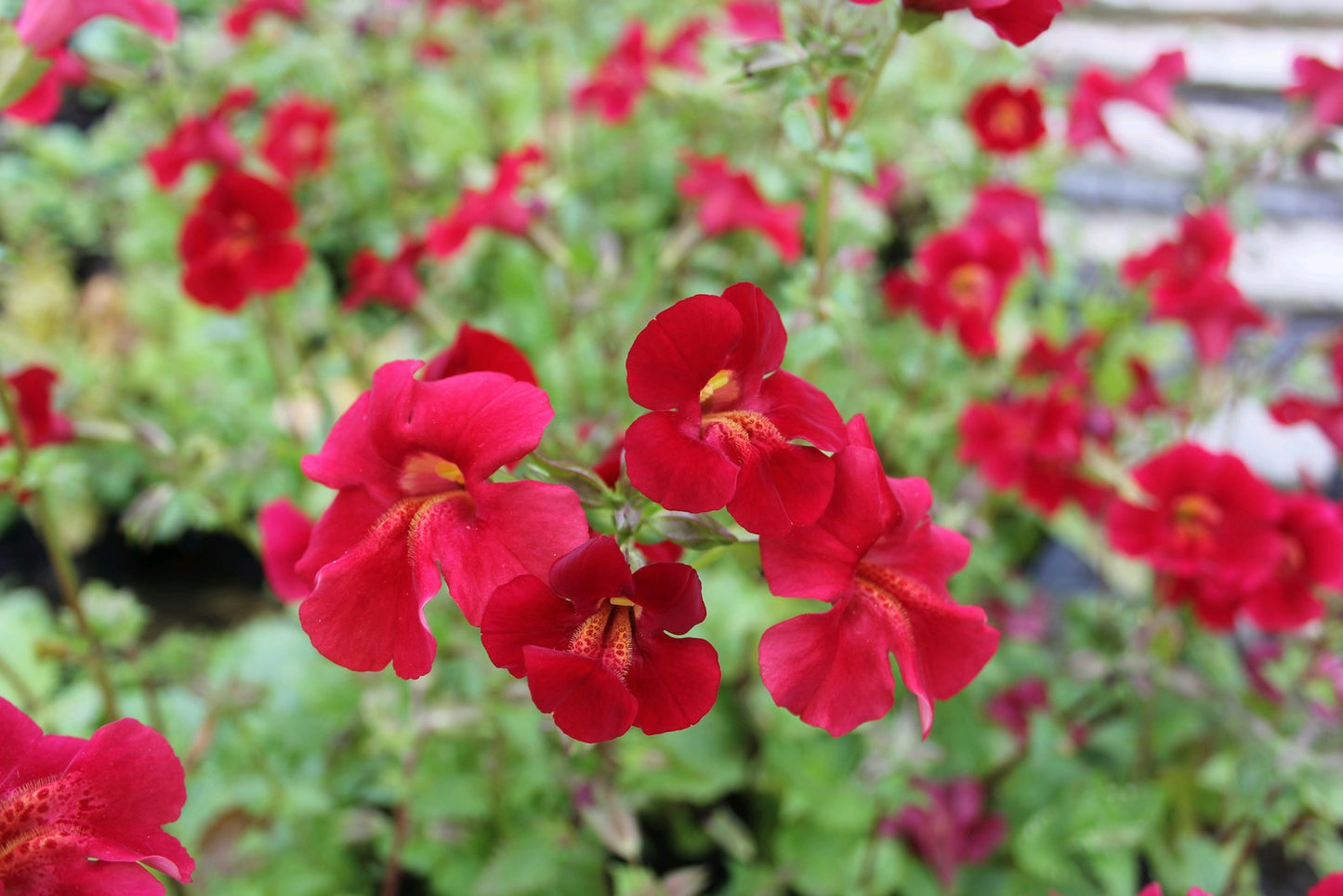 Mimulus cupreus 'Red Emperor'