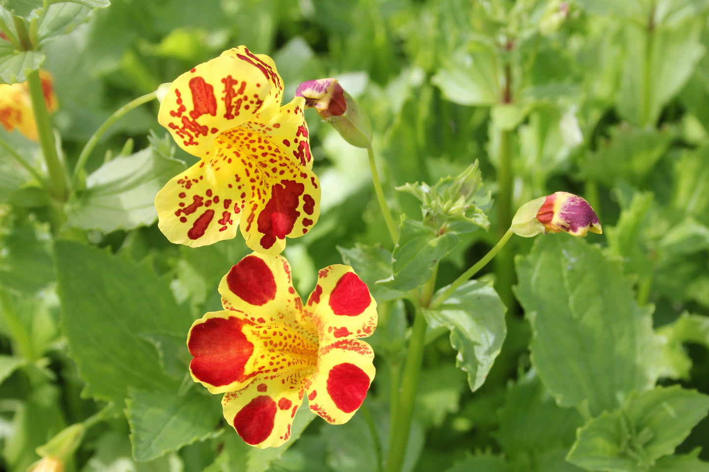 Mimulus luteus 'Queen's Prize'