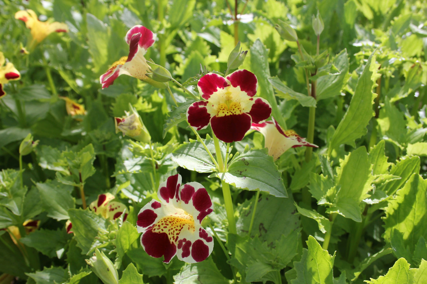 Mimulus luteus 'Queen's Prize'
