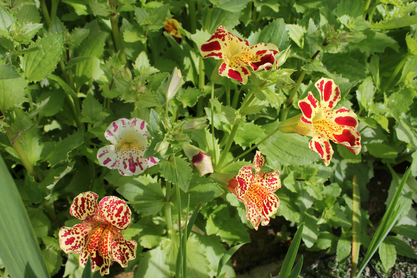 Mimulus luteus 'Queen's Prize'