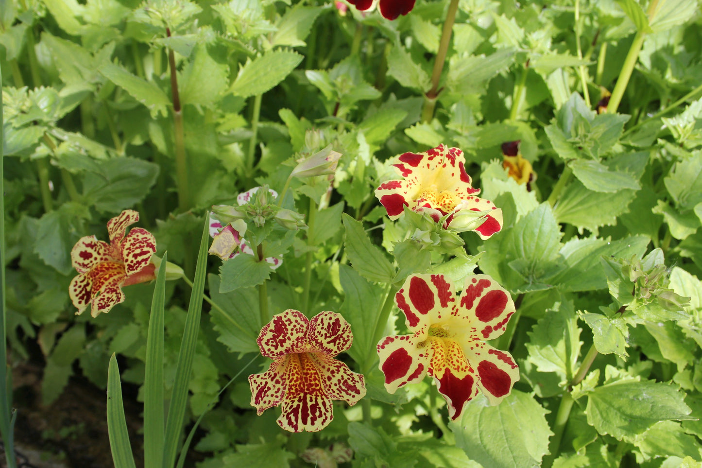 Mimulus luteus 'Queen's Prize'