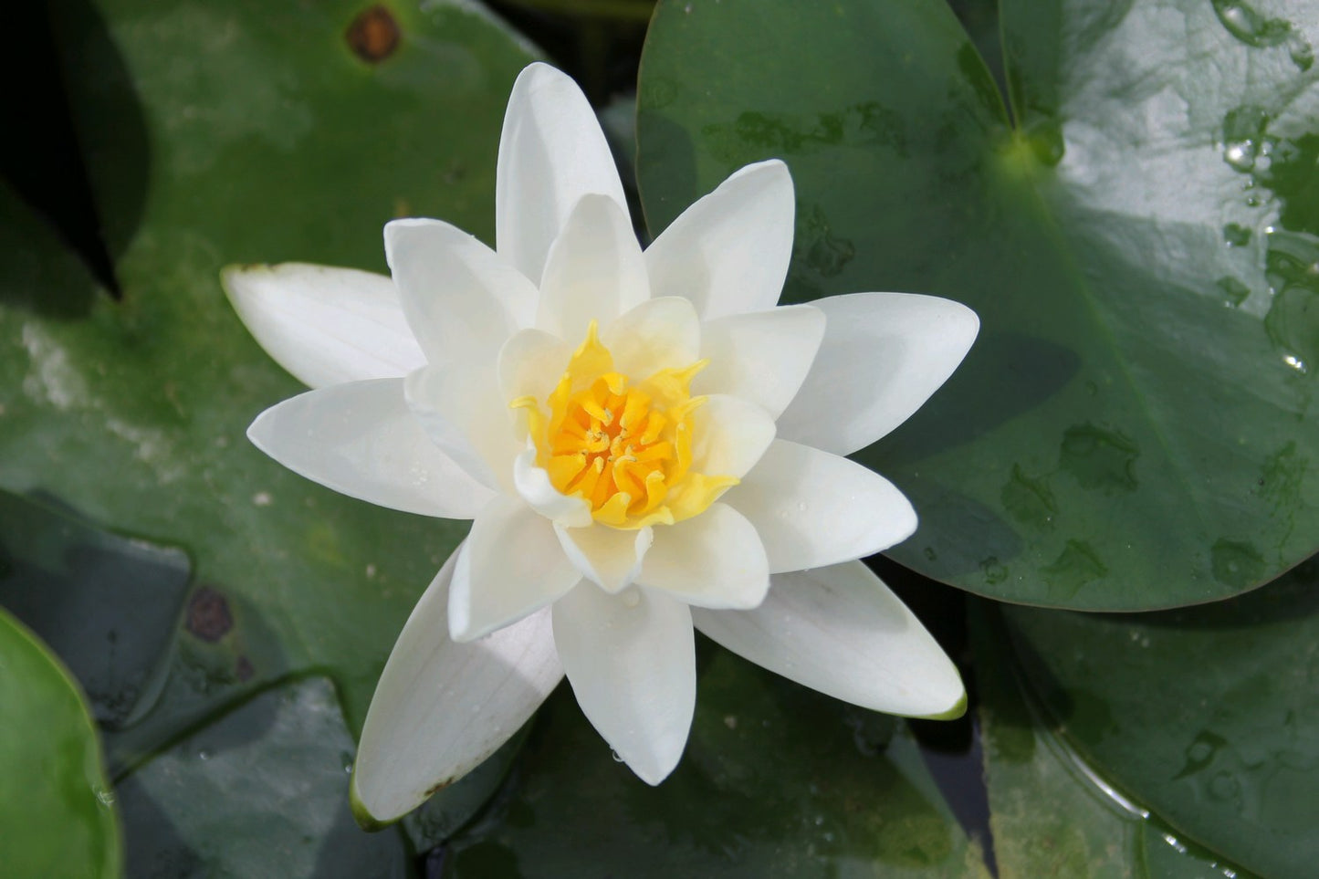 Nymphaea Albatross Water Lily