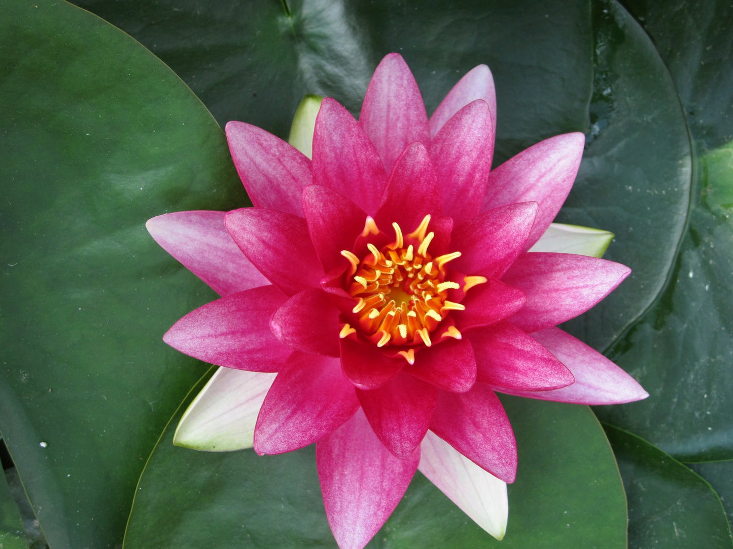 Nymphaea Attraction Water Lily