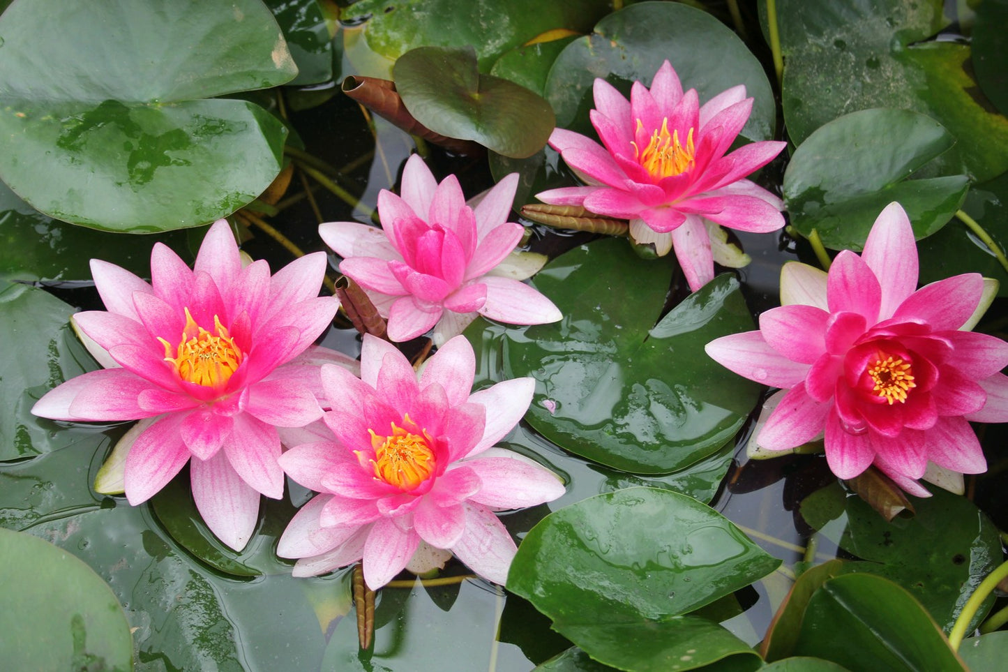 Nymphaea Attraction Water Lily