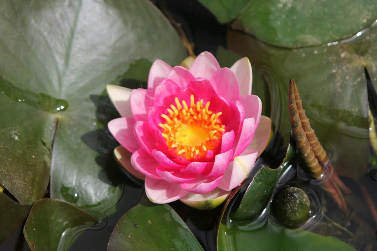 Nymphaea Attraction Water Lily