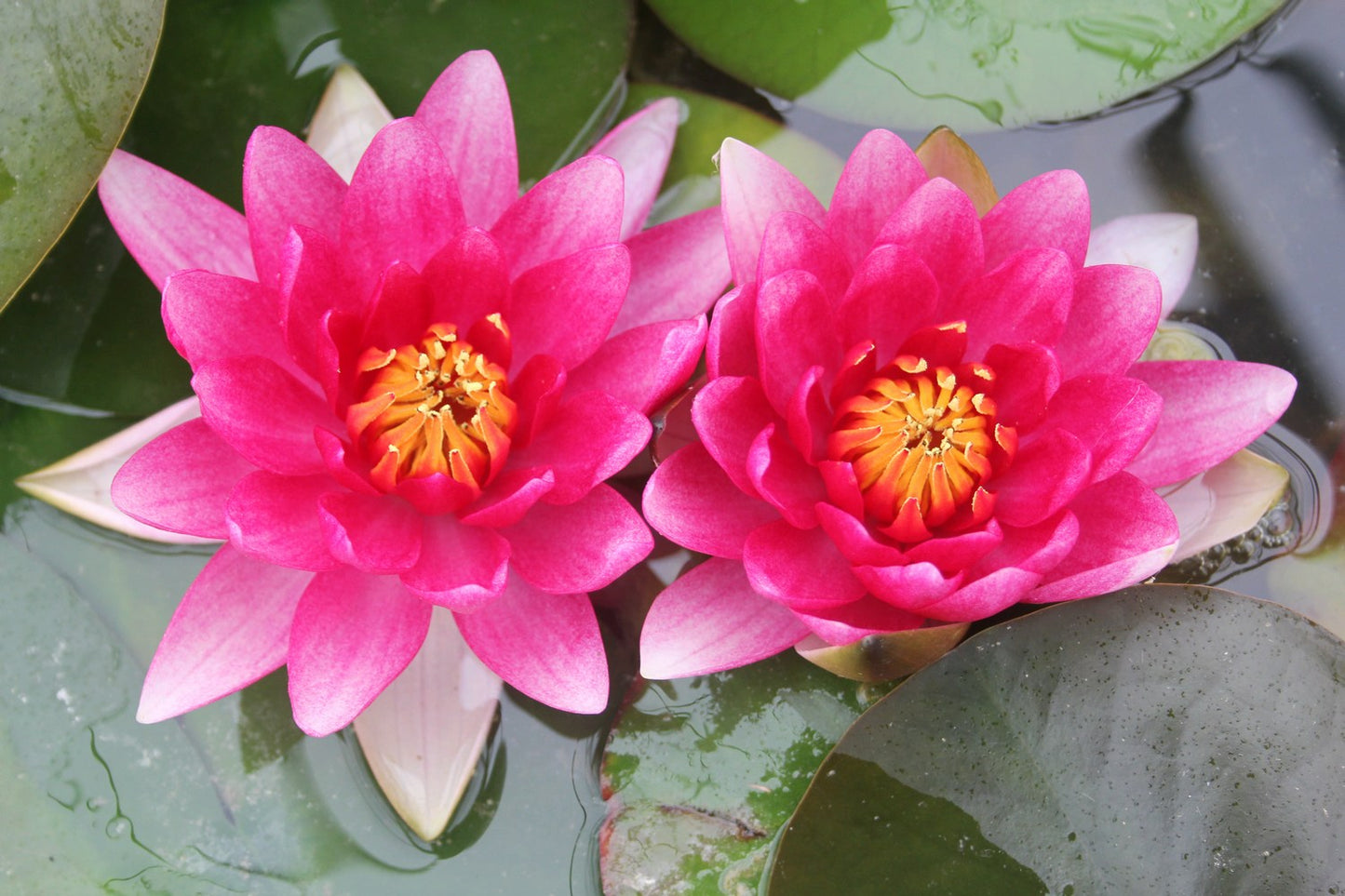 Nymphaea Attraction Water Lily